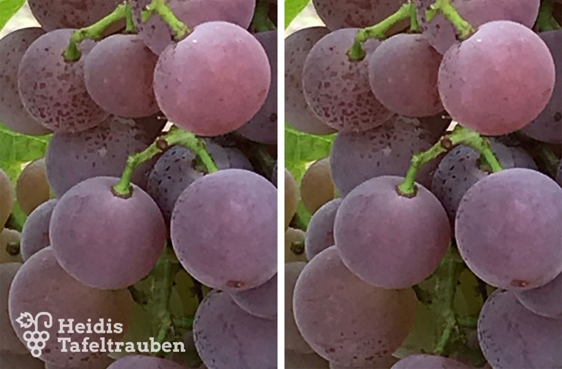 Vitis vinifera – Tafeltraube Suffolk bei | Tafeltrauben Tafeltrauben online Heidis Red Heidis kaufen